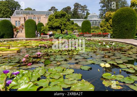 STUTTGART, ALLEMAGNE - 6 AOÛT 2024 : nénuphars tropicaux dans le jardin zoologique et botanique Wilhelma à Stuttgart Banque D'Images