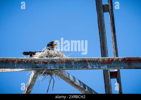 Cormoran à double crête nichant sur les structures de lignes électriques traversant le fleuve Laurent. Banque D'Images