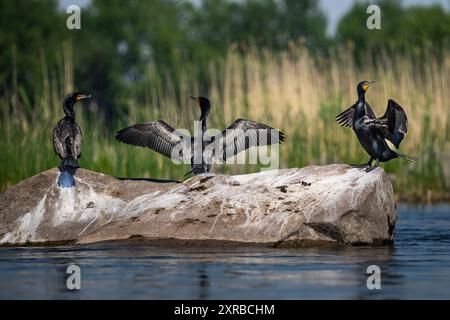 Cormorans à double crête enjambant leurs ailes pour sécher sur un rocher le long du fleuve Laurent. Banque D'Images