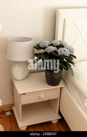 Hydrangea dans un pot dans la chambre. Intérieur de la maison avec hortensia. Floriculture. Photo de haute qualité Banque D'Images