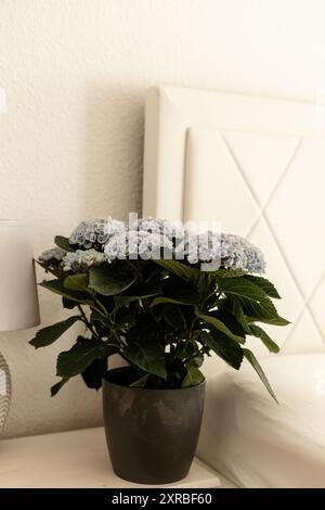 Hydrangea dans un pot dans la chambre. Intérieur de la maison avec hortensia. Floriculture. Photo de haute qualité Banque D'Images