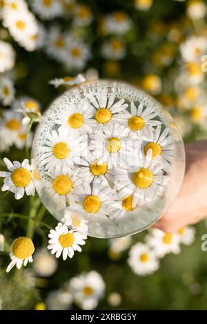 Divination sur pétales de Marguerite. Un verre avec une boisson à la camomille. Thé à la camomille. Photo de haute qualité Banque D'Images