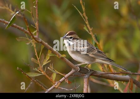 Lark Sparrow (Chondestes grammacus) Sacramento Comté Californie États-Unis Banque D'Images
