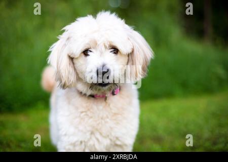 Un adorable chien mixte Pomeranian x Poodle regardant l'appareil photo Banque D'Images