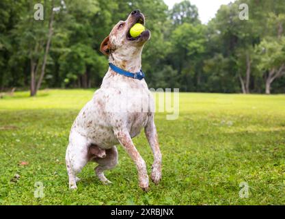 Chien de race mixte australien Dog x Retriever sautant pour attraper une balle Banque D'Images