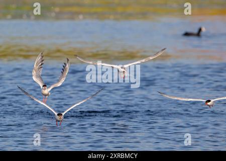 Quatre sternes communes (Sterna hirundo) dans le plumage de reproduction en vol, pêche dans le lac en été Banque D'Images