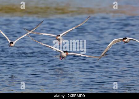 Quatre sternes communes (Sterna hirundo) dans le plumage de reproduction en vol, pêche dans le lac en été Banque D'Images