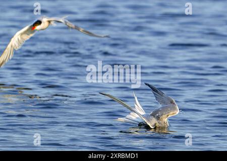 Sterne commune (Sterna hirundo) plongée dans le lac d'eau douce / eau douce pour nettoyer les plumes en été Banque D'Images