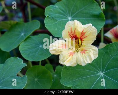 Nasturtium 'Peach Melba' fleurit de près et entouré de feuilles dans un jardin britannique ; un nasturtium jaune pâle avec des fleurs et des feuilles comestibles Banque D'Images