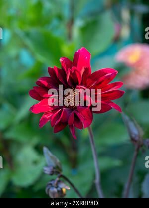 Un seul Dahlia 'évêque de Canterbury' fleurit dans la lumière du soleil tapissée dans une frontière de jardin britannique à la fin de l'été / début de l'automne Banque D'Images