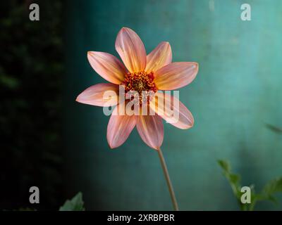 Une seule fleur de dahlia totalement Tangerine sur un fond turquoise Uni en automne montrant les pétales bicolores avec un espace pour la copie Banque D'Images