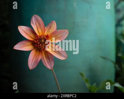 Une fleur de dahlia 'Totally Tangerine' montrant les pétales doux de couleur pêche sur un fond turquoise, en gros plan et avec un espace pour la copie Banque D'Images