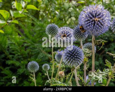 Les fleurs d'échinops (Chardon bleu) se rapprochent avec les abeilles qui se nourrissent d'eux - une bonne plante pour un jardin animalier Banque D'Images