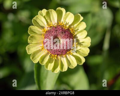 Une Zinnia elegans de couleur vert citron fleurit de près et de face dans un jardin britannique en été Banque D'Images