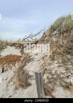Paysage de dunes et végétation sur la plage ouest à Darßer Ort, Mecklembourg-Poméranie occidentale, Allemagne Banque D'Images