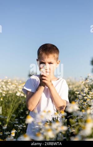 Un garçon dans un champ. Collection d'herbes médicinales. Thé à la camomille, bienfaits pour la santé. Banque D'Images