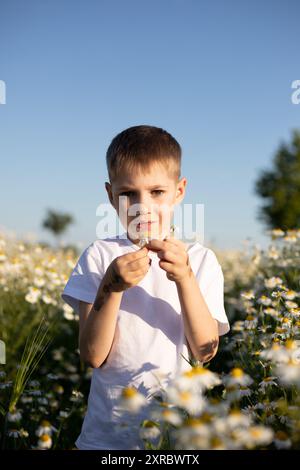 Un garçon dans un champ. Collection d'herbes médicinales. Thé à la camomille, bienfaits pour la santé. Banque D'Images