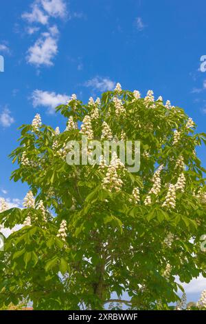 Châtaignier commun (Aesculus hippocastanum) contre le ciel bleu Banque D'Images