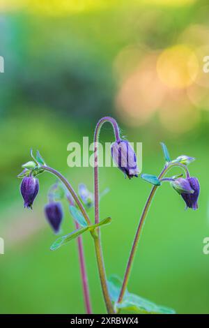 Aquilegia vulgaris-hybride 'Black Barlow', double columbine, gros plan Banque D'Images