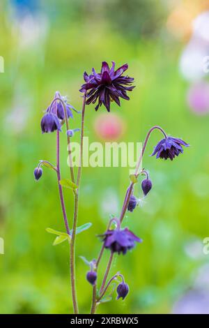 Aquilegia vulgaris-hybride 'Black Barlow', double columbine, gros plan Banque D'Images