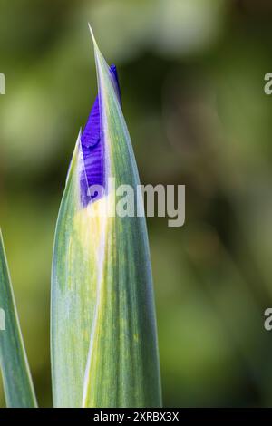Iris réticulé, bourgeon dans le jardin fleuri, gros plan Banque D'Images