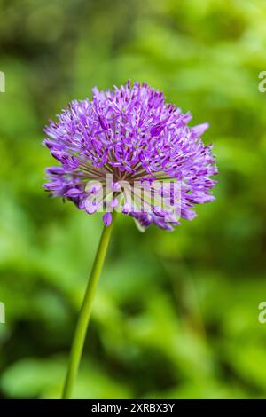 Poireaux ornementaux en fleurs, gros plan Banque D'Images