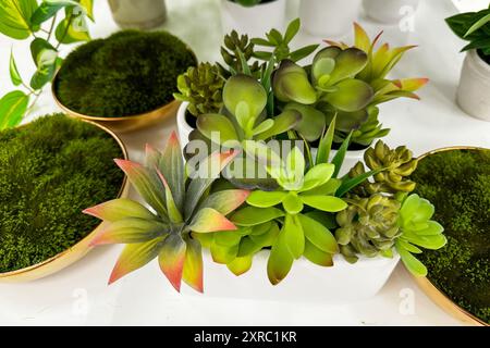 succulentes artificielles et mousse dans des pots décoratifs disposés sur une surface blanche Banque D'Images