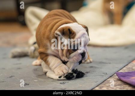 Chiot bouledogue brun et blanc jouant avec un jouet sous éclairage intérieur Banque D'Images
