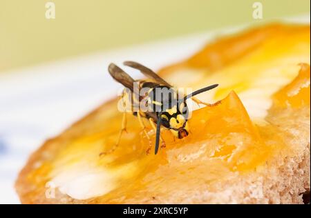 Berlin, Allemagne. 04 août 2024. 04.08.2024, Berlin. Une guêpe (Vespula vulgaris) est assise sur un sandwich de confiture avec de la confiture d'abricot jaune couchée sur une assiette dans un jardin. Crédit : Wolfram Steinberg/dpa crédit : Wolfram Steinberg/dpa/Alamy Live News Banque D'Images