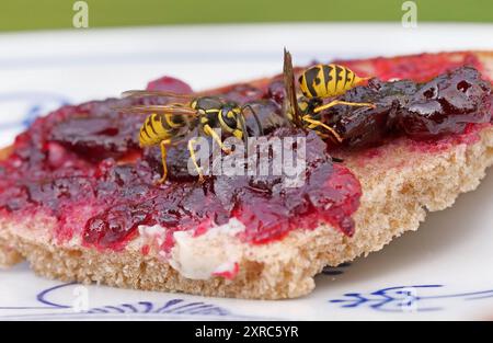 Berlin, Allemagne. 04 août 2024. 04.08.2024, Berlin. Deux guêpes (Vespula vulgaris) sont assises sur un sandwich à la confiture de cassis sur une assiette dans un jardin. Les insectes jaunes sont assis entre de grands morceaux de confiture rouge sombre. Crédit : Wolfram Steinberg/dpa crédit : Wolfram Steinberg/dpa/Alamy Live News Banque D'Images