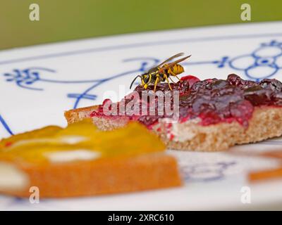 Berlin, Allemagne. 04 août 2024. 04.08.2024, Berlin. Une guêpe (Vespula vulgaris) est assise sur un sandwich à la confiture de cassis sur une assiette dans un jardin. L'insecte jaune semble patauger dans une mer de confiture rouge sombre. Crédit : Wolfram Steinberg/dpa crédit : Wolfram Steinberg/dpa/Alamy Live News Banque D'Images