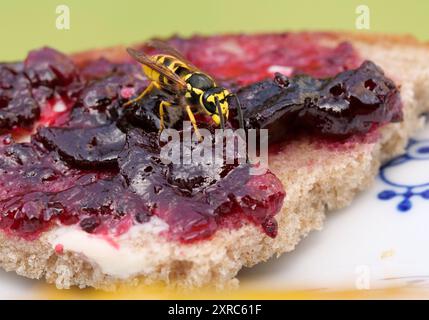 Berlin, Allemagne. 04 août 2024. 04.08.2024, Berlin. Une guêpe (Vespula vulgaris) est assise sur un sandwich à la confiture de cassis sur une assiette dans un jardin. L'insecte jaune semble patauger dans une mer de confiture rouge sombre. Crédit : Wolfram Steinberg/dpa crédit : Wolfram Steinberg/dpa/Alamy Live News Banque D'Images