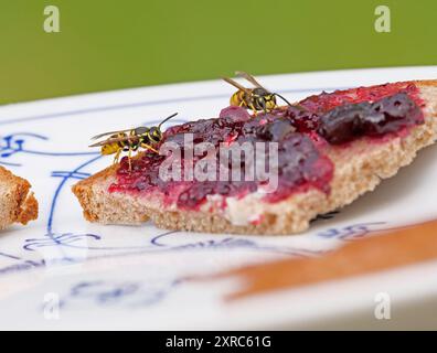 Berlin, Allemagne. 04 août 2024. 04.08.2024, Berlin. Deux guêpes (Vespula vulgaris) sont assises sur un sandwich à la confiture de cassis sur une assiette dans un jardin. Les insectes jaunes sont assis entre de grands morceaux de confiture rouge sombre. Crédit : Wolfram Steinberg/dpa crédit : Wolfram Steinberg/dpa/Alamy Live News Banque D'Images