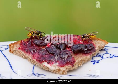 Berlin, Allemagne. 04 août 2024. 04.08.2024, Berlin. Deux guêpes (Vespula vulgaris) sont assises sur un sandwich à la confiture de cassis sur une assiette dans un jardin. Les insectes jaunes sont assis entre de grands morceaux de confiture rouge sombre. Crédit : Wolfram Steinberg/dpa crédit : Wolfram Steinberg/dpa/Alamy Live News Banque D'Images