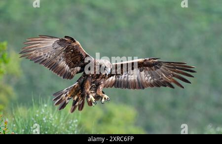 Aigle doré (Aquila chrysaetos) approchant à la première lumière du matin, Estrémadure, Espagne Banque D'Images