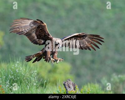 Aigle doré (Aquila chrysaetos) approchant à la première lumière du matin, Estrémadure, Espagne Banque D'Images