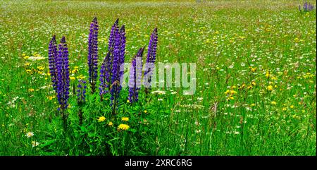 Europe, Allemagne, Rhénanie-Palatinat, Westerwald, prairies de montagne fleuries avec lupins sur le Westerwaldsteig près de Bad Marienberg Banque D'Images