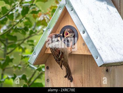 Moineau d'arbre, moineau nourrissant les jeunes dans un nichoir, Bavière, Allemagne, Europe Banque D'Images