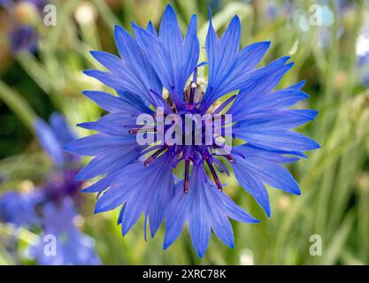 Bleuets bleus (Centaurea cyanus), Bavière, Allemagne, Europe Banque D'Images