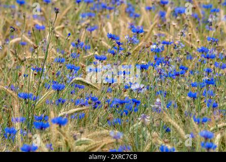 Bleuets bleus (Centaurea cyanus) dans un champ de céréales, Bavière, Allemagne, Europe Banque D'Images