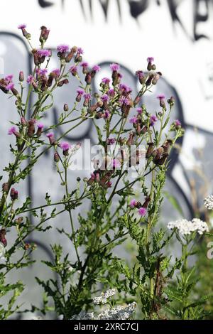 Chardon du Canada (Cirsium arvense) dans une bande de fleurs dans la ville devant des graffitis Banque D'Images