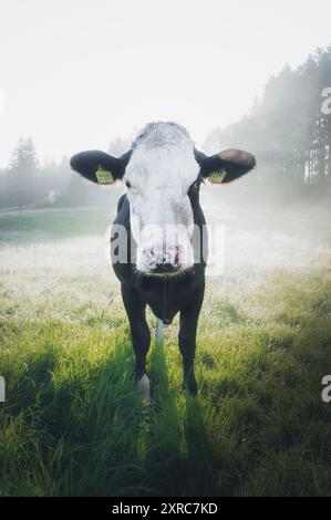 Portrait, vue de face d'une vache tachetée blanche et noire contre la lumière sur un pré de printemps dans le soleil du matin avec des gaufrettes de brume à Ostallgäu, Allgäu Banque D'Images