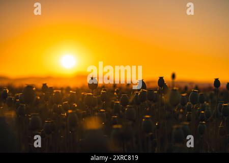 Champ de coquelicots en fleurs dans le village de coquelicots de Germerode par un matin d'été ensoleillé. Werra-Meißner district, Hesse, Allemagne Banque D'Images