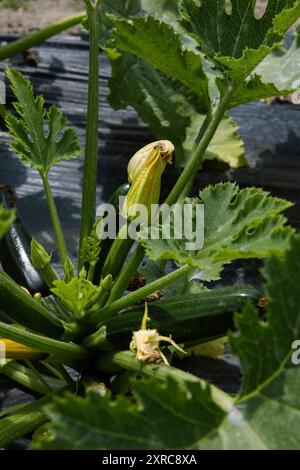 Cultiver des courgettes dans votre propre jardin Banque D'Images