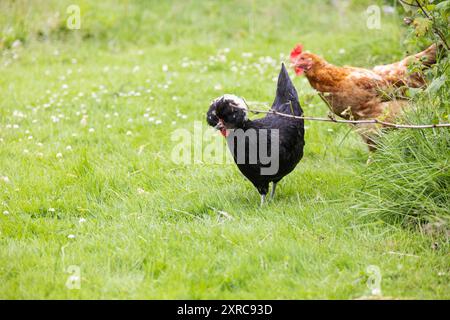 Garde des poulets respectueuse des animaux dans votre propre jardin Banque D'Images