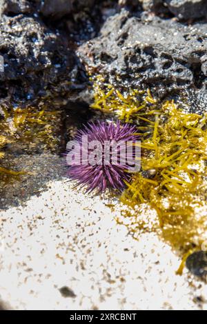 Oursins violets sur une plage de sable avec des rochers de lave, découverts entre rochers sur une île de l'Océan Indien, plage hors du bleu, trou d'eau douce, Maurice, Afrique Banque D'Images