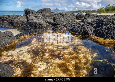 Étoile de mer sur une plage de sable avec des rochers de lave, découverte entre rochers sur une île de l'Océan Indien, plage hors du bleu, trou d'eau douce, Maurice, Afrique Banque D'Images