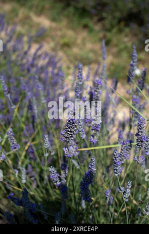 Lavande en fleurs, Valensole, Alpes-de-haute-Provence, France Banque D'Images