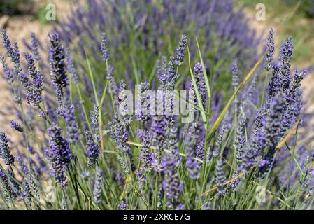 Lavande en fleurs, Valensole, Alpes-de-haute-Provence, France Banque D'Images