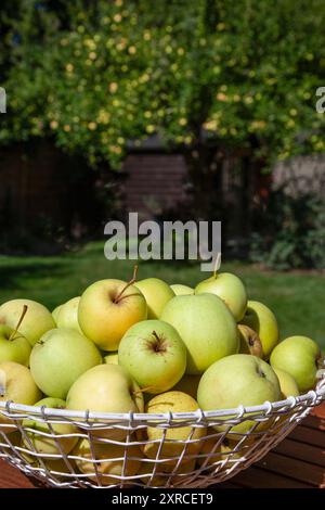 Les pommes vertes fraîchement cueillies se trouvent en vrac dans un panier en fil blanc sur une table en bois brun au soleil dans le jardin après la récolte des pommes, le pommier avec les pommes restantes sur l'arbre est flou en arrière-plan Banque D'Images